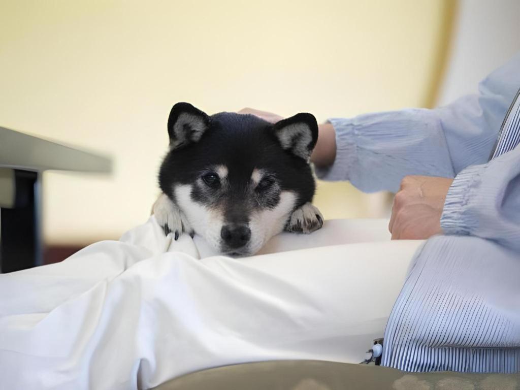 Izumigo Lake Hamanako Dog Paradise Hotel Hamamatsu Buitenkant foto